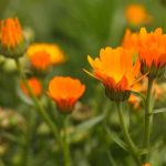 Schnellwachsende Einjährige: Blüten in Rekordzeit
