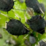 Blumen im Gemüsegarten säen: gegen Blattläuse