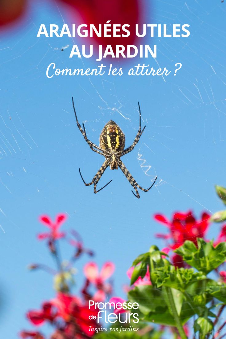 Eine Spinne im Garten