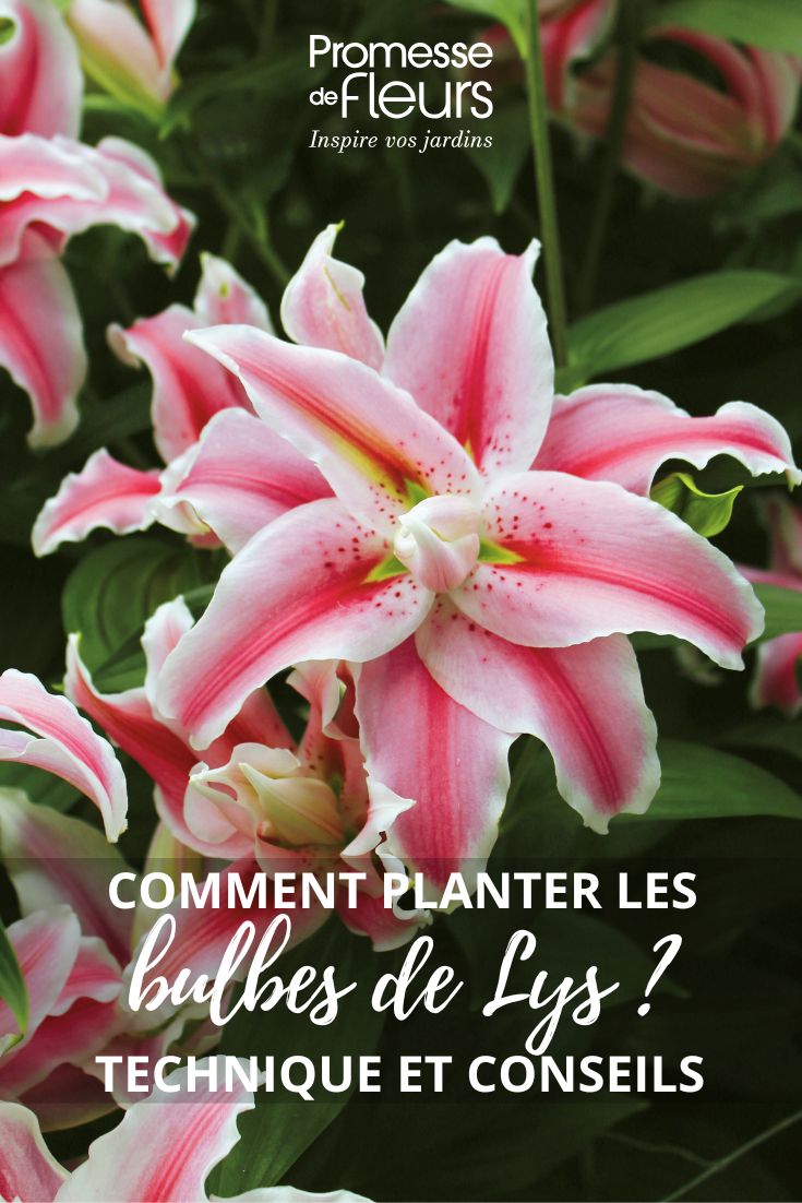 Lilie 'Distant Drum'