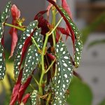 Panachierte oder irisierende Begonien richtig pflegen?