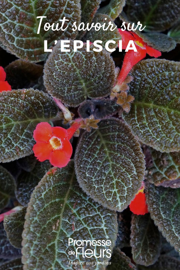 Laub und Blüte der Episcie