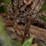 Nützliche Spinnen in den Garten locken?
