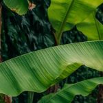 Banane im Gewächshaus oder Wintergarten: Tipps