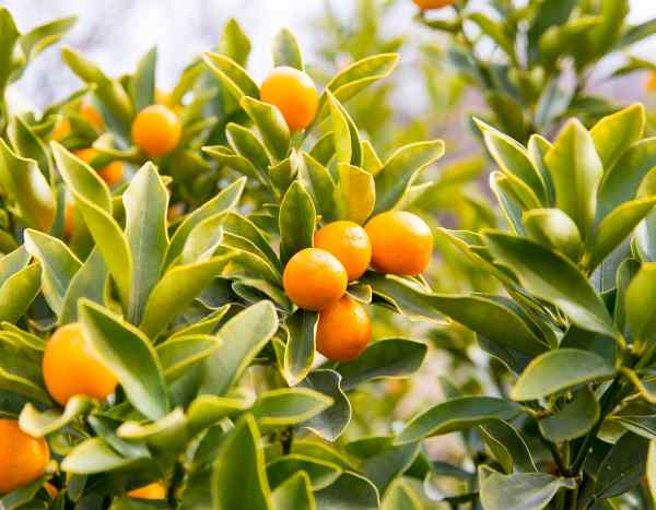 Kumquat: Wann und wie Rückschnitt?