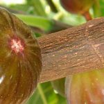 Feigenwespe: winziges Insekt, unverzichtbar für Feigen