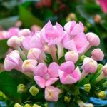 Häufige Krankheiten und Schädlinge des Kalanchoe