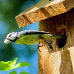 Nistkästen im Garten: richtig auswählen und anbringen?
