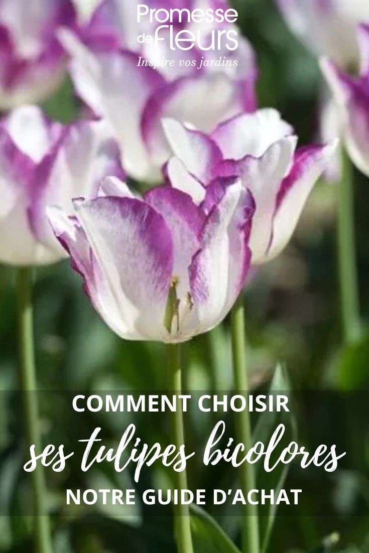Zweifarbige Tulpen: Kaufberatung