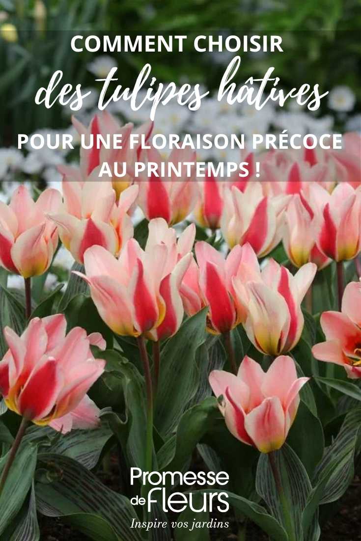 Frühe Tulpen