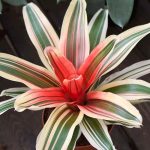 Neoregelia: Pflege durchs Jahr