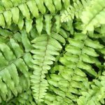Aufrechter Schwertfarn (Nephrolepis): Pflege übers Jahr