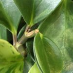 Krankheiten und Parasiten der Peperomie