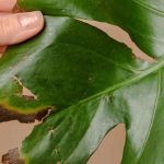 Krankheiten und Parasiten des Fensterblatts