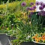 Allium im Topf pflanzen?