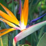 Meine Paradiesvogelblume blüht nicht: Ursachen und Lösungen