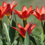Frühe Tulpen wählen für eine frühe Blüte im Frühling?