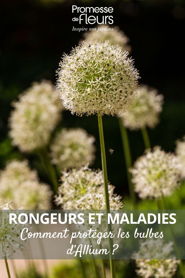 Allium-Blüten