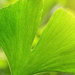 Fächertanne: Warum fasziniert dieser Baum?