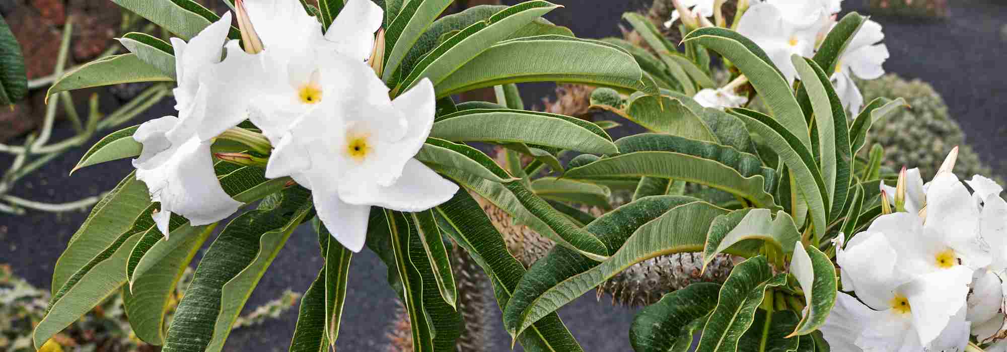 Madagaskarpalme kultivieren und pflegen