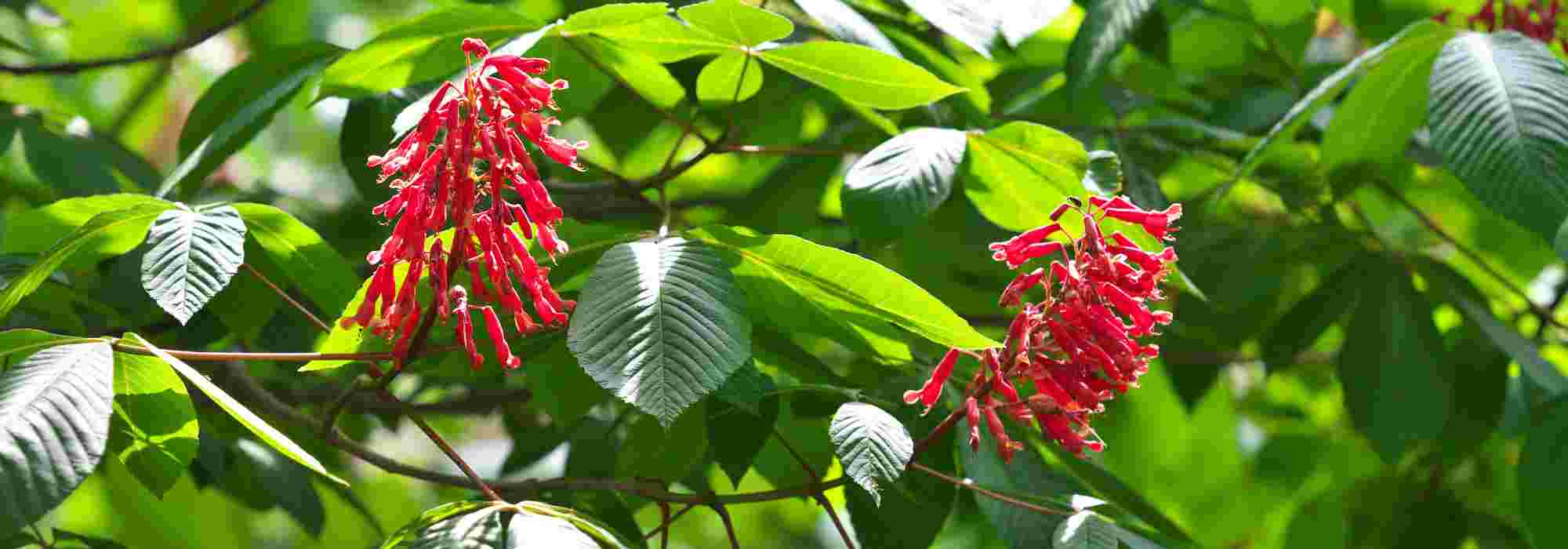 7 Bäume mit roten Blüten für einen leuchtenden Garten!
