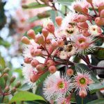 Bäume mit Herbstblüte: Farbe für den Garten