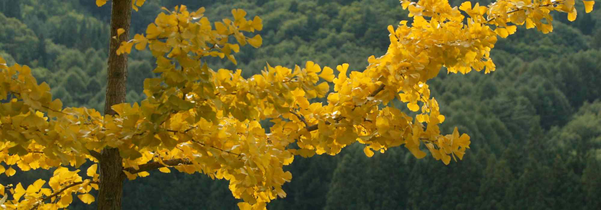 5 schöne Kombinationen mit dem Fächerblattbaum