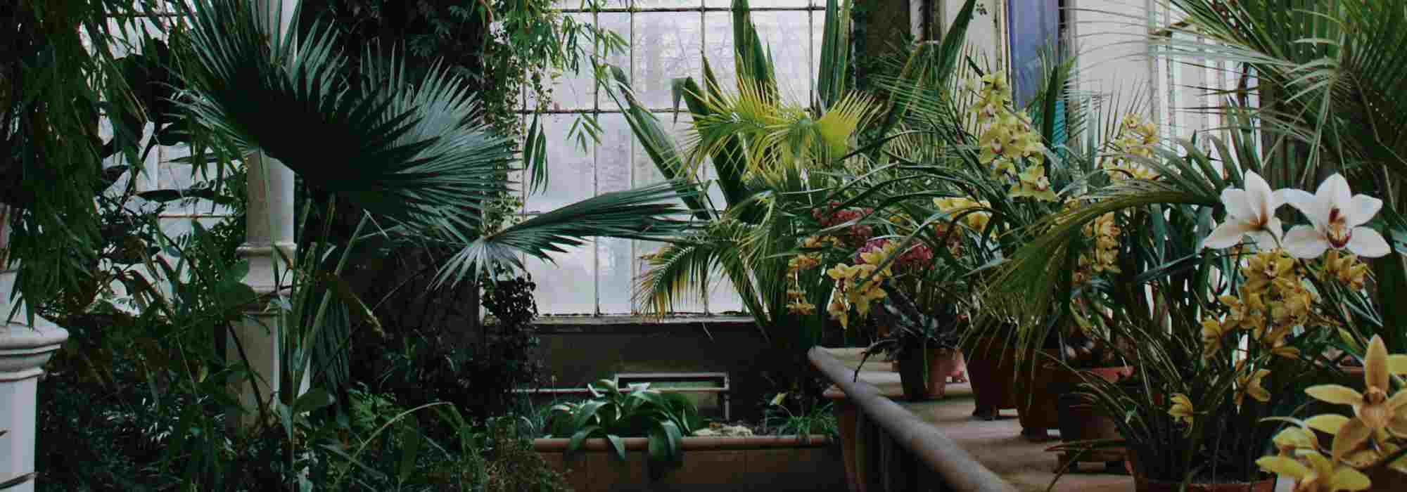 Wintergarten: grüne Oase unter Glas