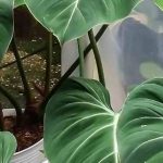 Krankheiten und Parasiten des Philodendrons