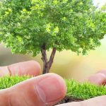 Baum pflanzen am Katharinentag: Ritual neu entdeckt