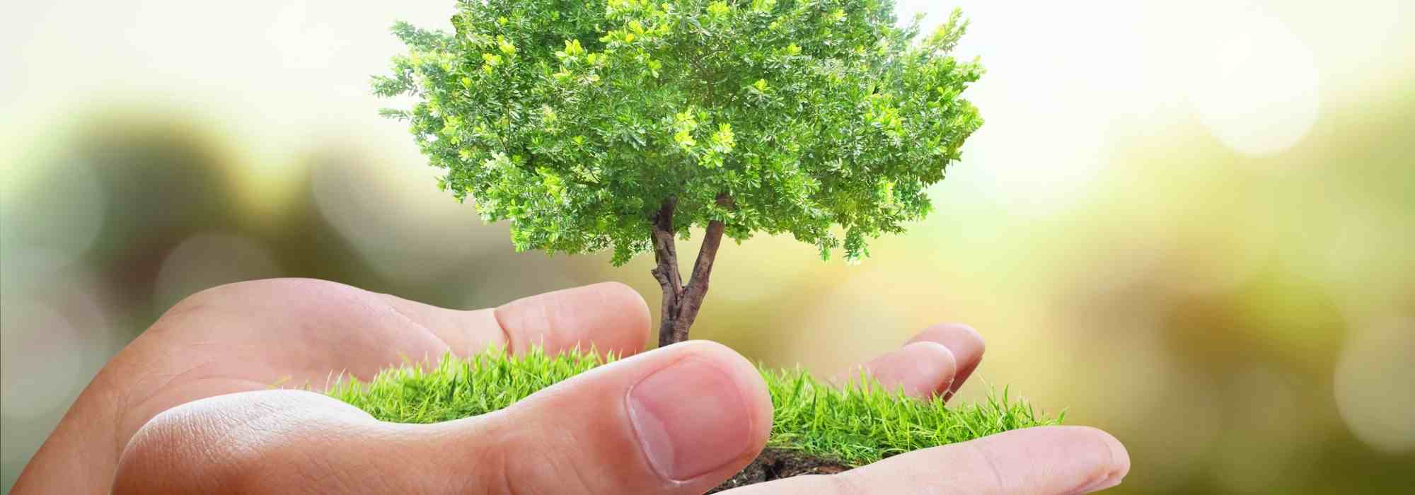 Baum pflanzen am Katharinentag: Ritual neu entdeckt