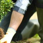 Pflanzen für den Neuanfang: Heilkraft der Pflanzen