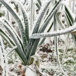 Welches Gemüse wächst bei Frost?