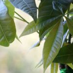 Pachira: Pflege im Jahresverlauf