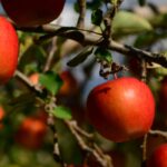 Ganzjährig Obst ernten: möglich?