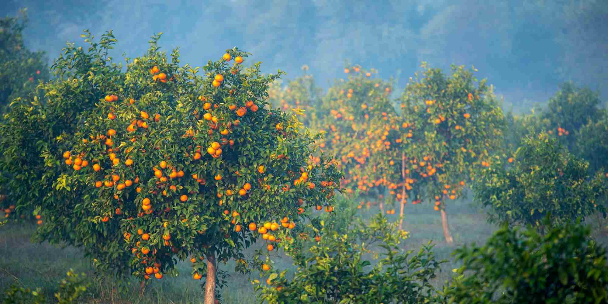 Zitrusfrüchte überwintern: wichtig fürs Überleben
