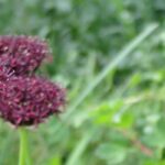 Knoblauch oder Zierlauch mit purpurfarbenen Blüten