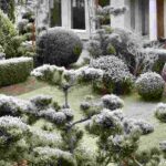 Koniferen im Garten: natürliche Winterkombis!