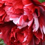 Strauch-Pfingstrose oder Pfingstrose: Welche?