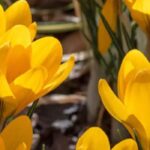 Frühlings-Krokus: Längere Blüte im Garten?