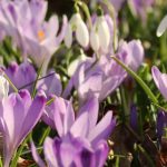 Krokus im Rasen pflanzen?