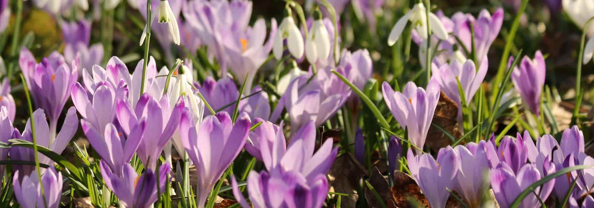 Krokus im Rasen pflanzen?