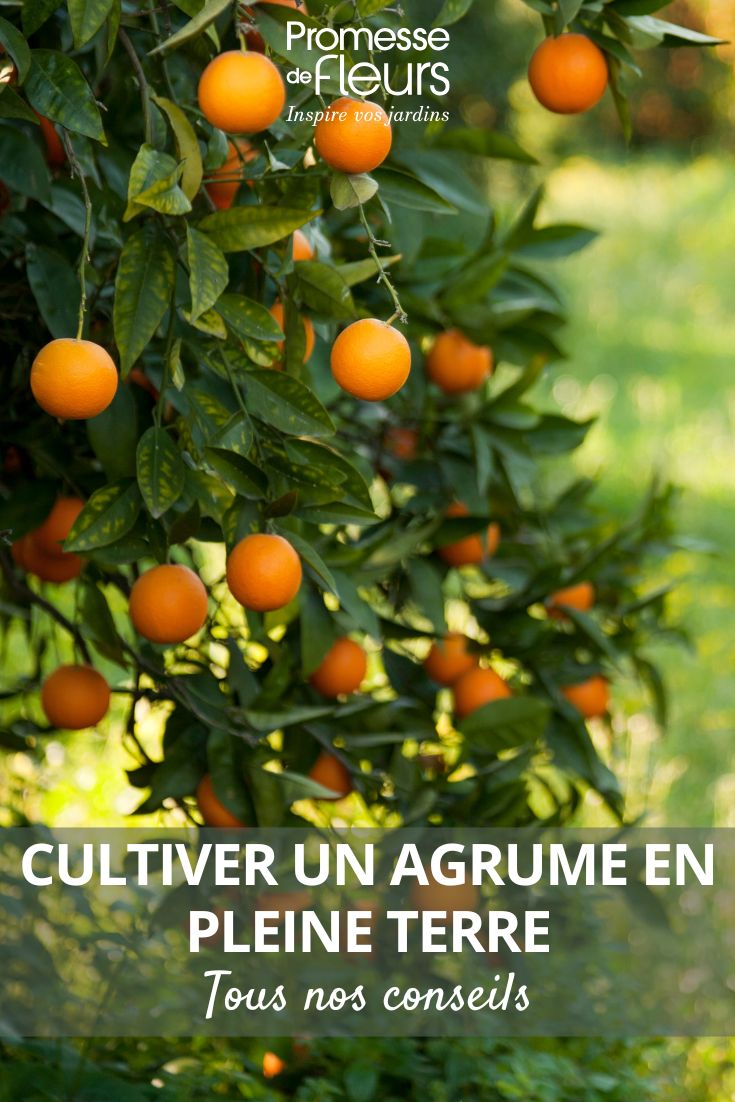 Zitrusfrüchte im Garten auspflanzen