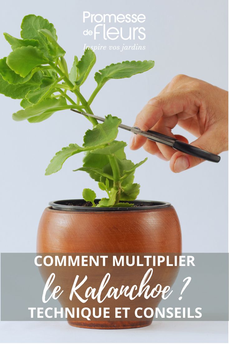 Kalanchoe durch Stecklinge vermehren