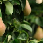 Obstbaum-Rückschnitt: So geht’s garantiert schief?