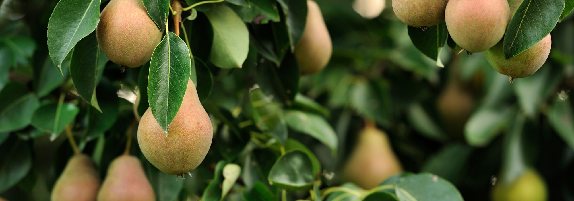 Obstbaum-Rückschnitt: So geht’s garantiert schief?
