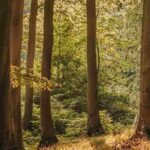 Waldtherapie: Bäume spüren, atmen, entspannen