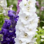 Delphinium wählen: Tipps