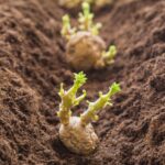 Kartoffeln pflanzen: Wann und wie?