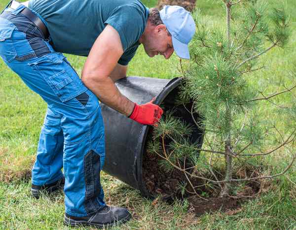 Baum in Moorbeeterde pflanzen?